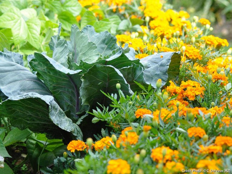 Lire la suite à propos de l’article Plantes répulsives pour le jardin