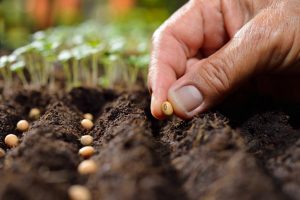 Lire la suite à propos de l’article Calendrier de semis et récoltes